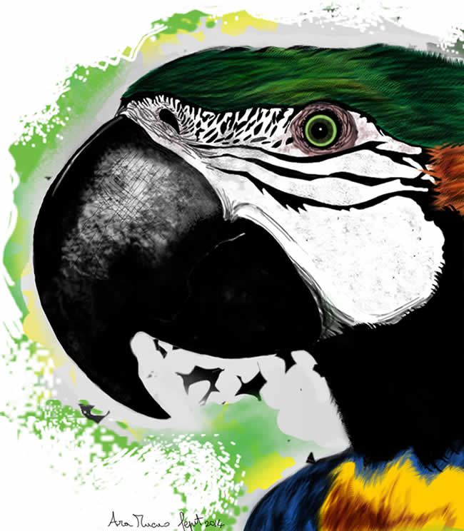 trivilino-pappagallo-mese
