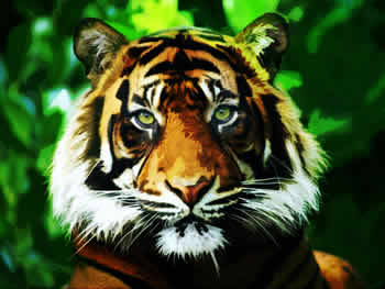 coraggio-tigre-ico
